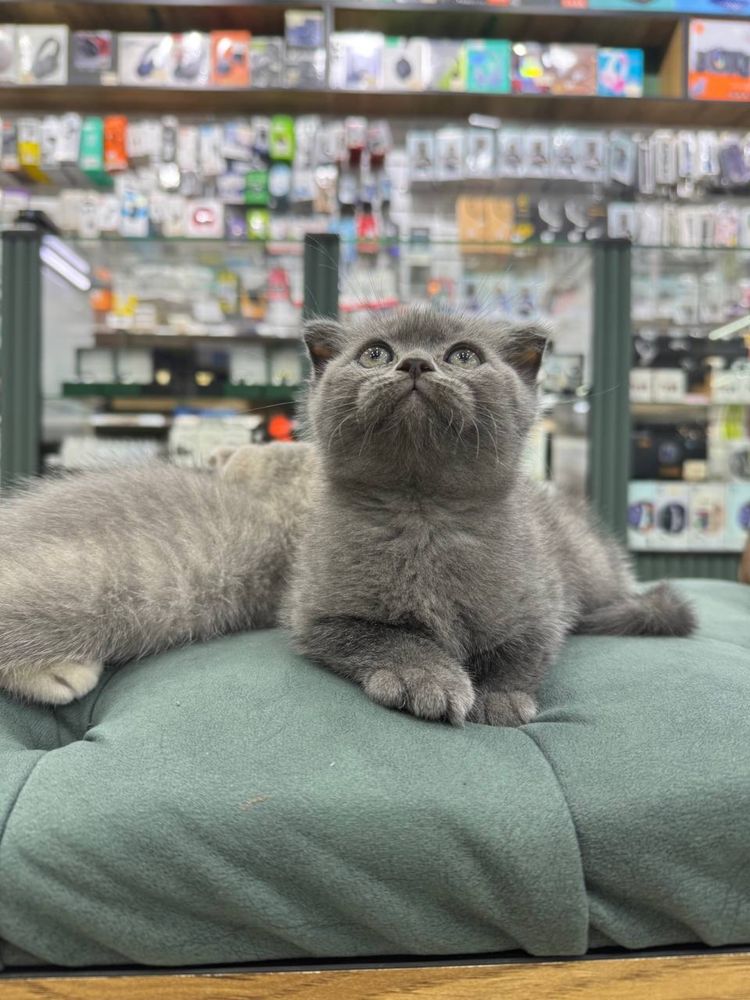 Кошка чисто кровный