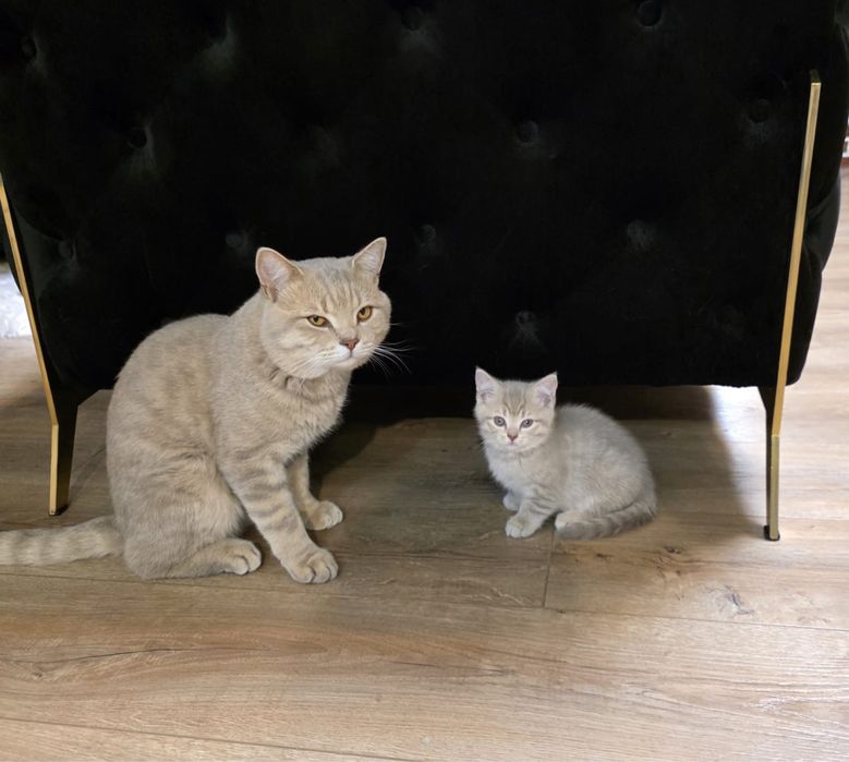 British alb 2 luni deparazitat si vaccinat