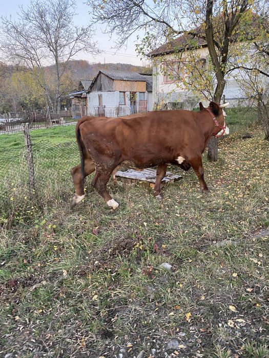 Vacă băltata romanească !