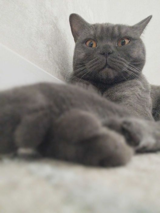 Отдам в хорошые руки