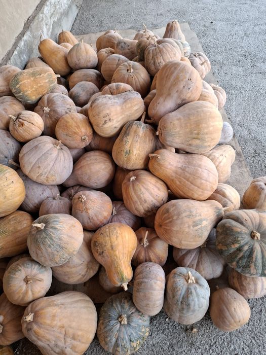 Продам мантную тыкву