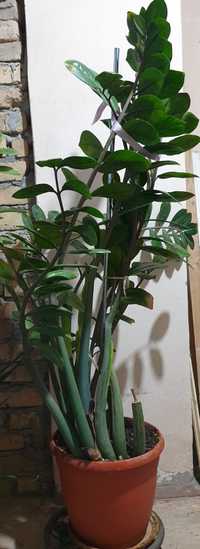 Замиокулькас, комнатный цветок , растение для офиса