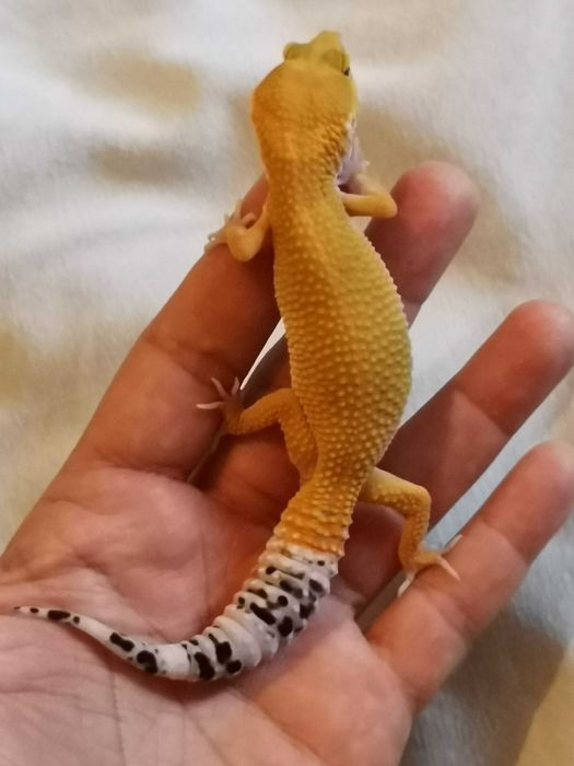 Продавам Леопардов Гекон