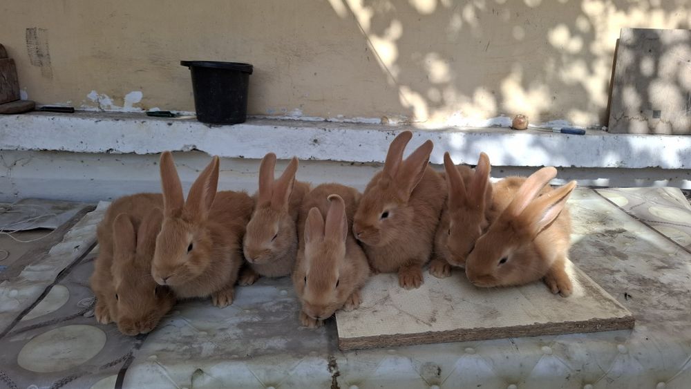 Quyon bollari sotiladi