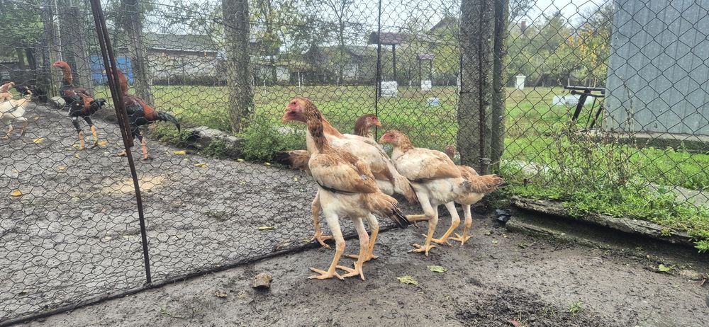 Perechi combatant malaez