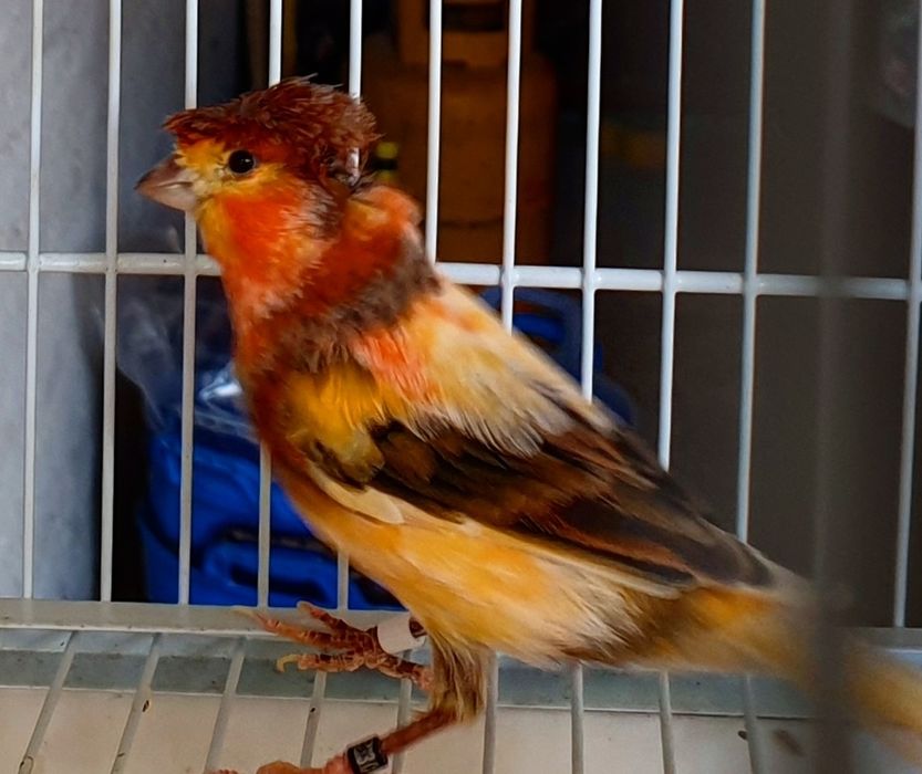 Canari Pui si Maturi, Masculi si Femele!!!