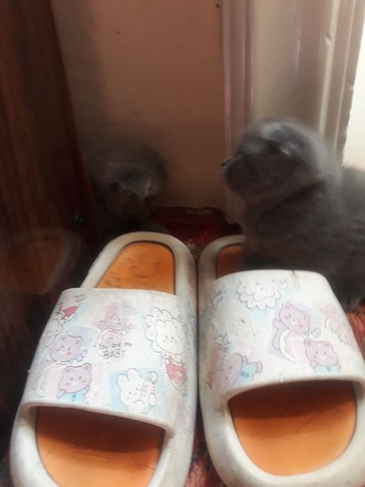 Котята скотишь фольд