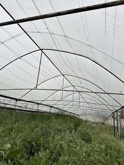 15 сотых парник сотилади. Холати яхши. Сотихи 2 ярим миллиондан