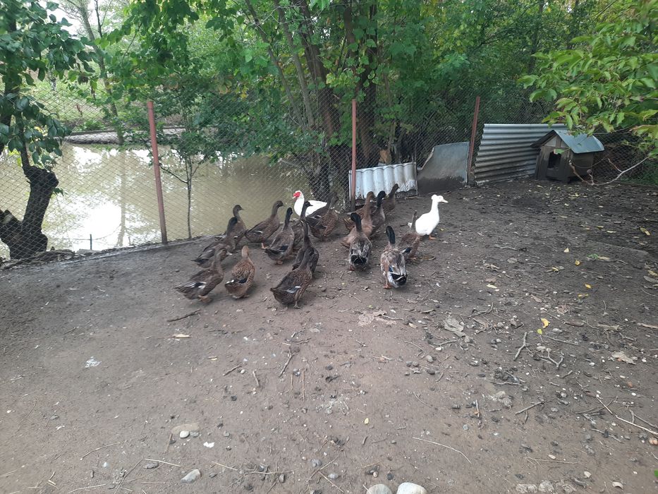 Rațoi românești culoare sălbatic