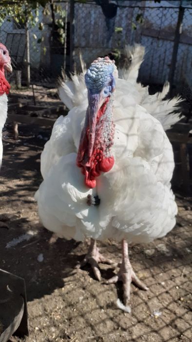 Vând curcani  și curci