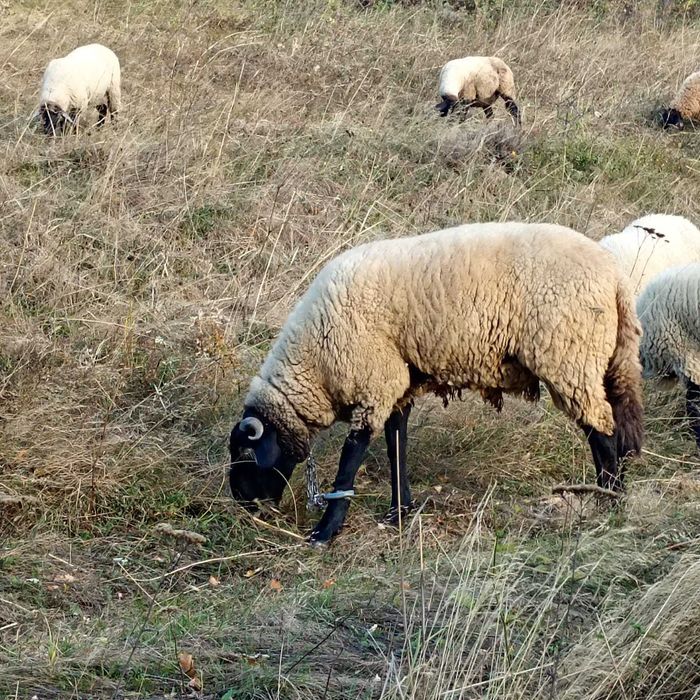 Vand Oi Suffolk, Metis