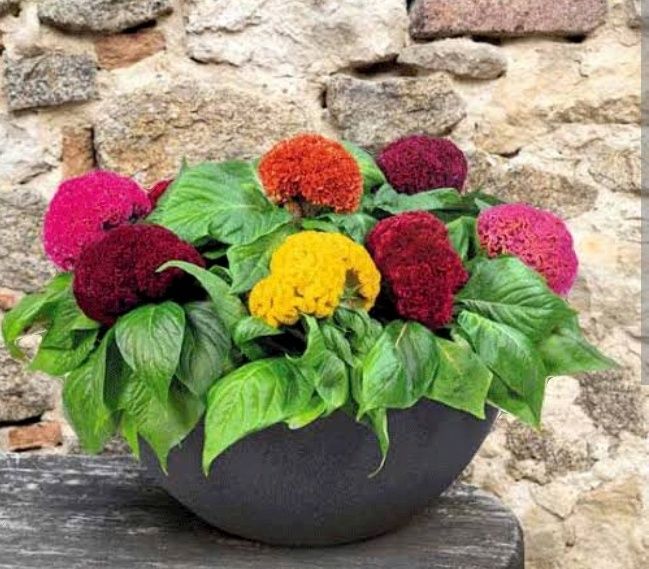 Gul toji xuroz urugʻi bor F2 Galan