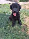 Pui labrador Retreiver negru