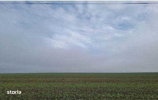 Teren extravilan Orbeasca, ID: R2836912