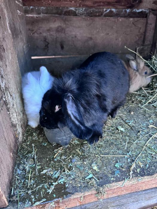 Vand iepuri  diferite mărimi