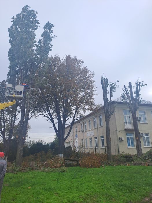 Curățare/Defrișări/Suprafețe/Tăiere Arbori/Rapid.