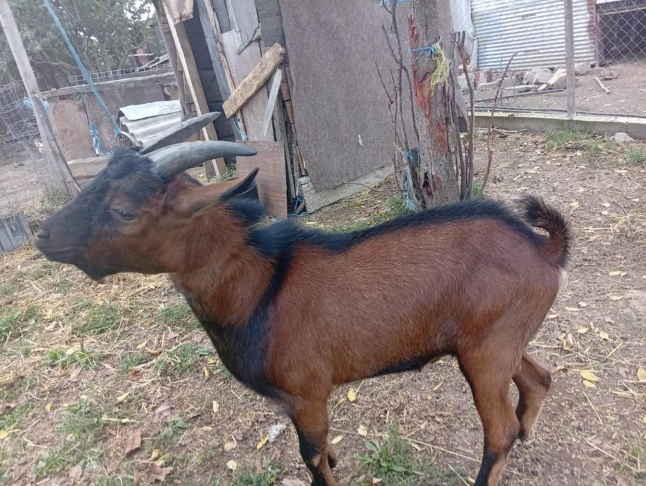 Vând un țap alpin francez