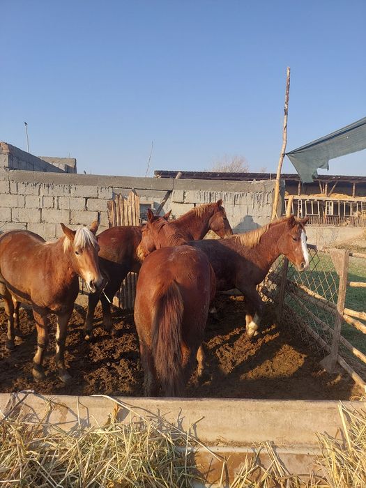 Бокилган тойлар гуштга