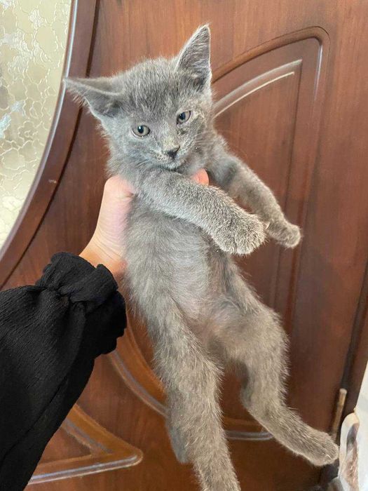 Отдам даром кошку