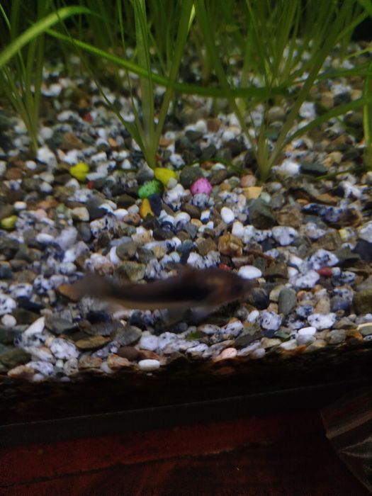 Продам аквариумных рыб