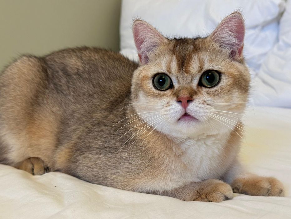 Baietel british shorthair chinchilla gold !