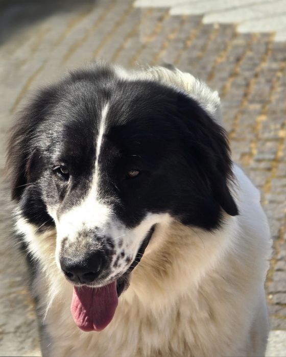 Ciobanesc de Bucovina