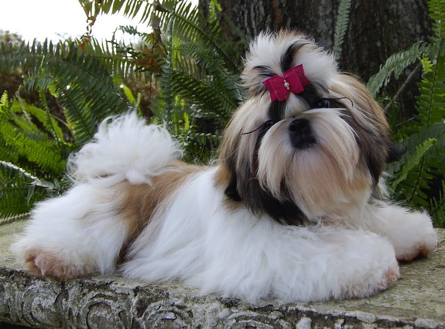 Catel Shihtzu Mini Toy Pedigree