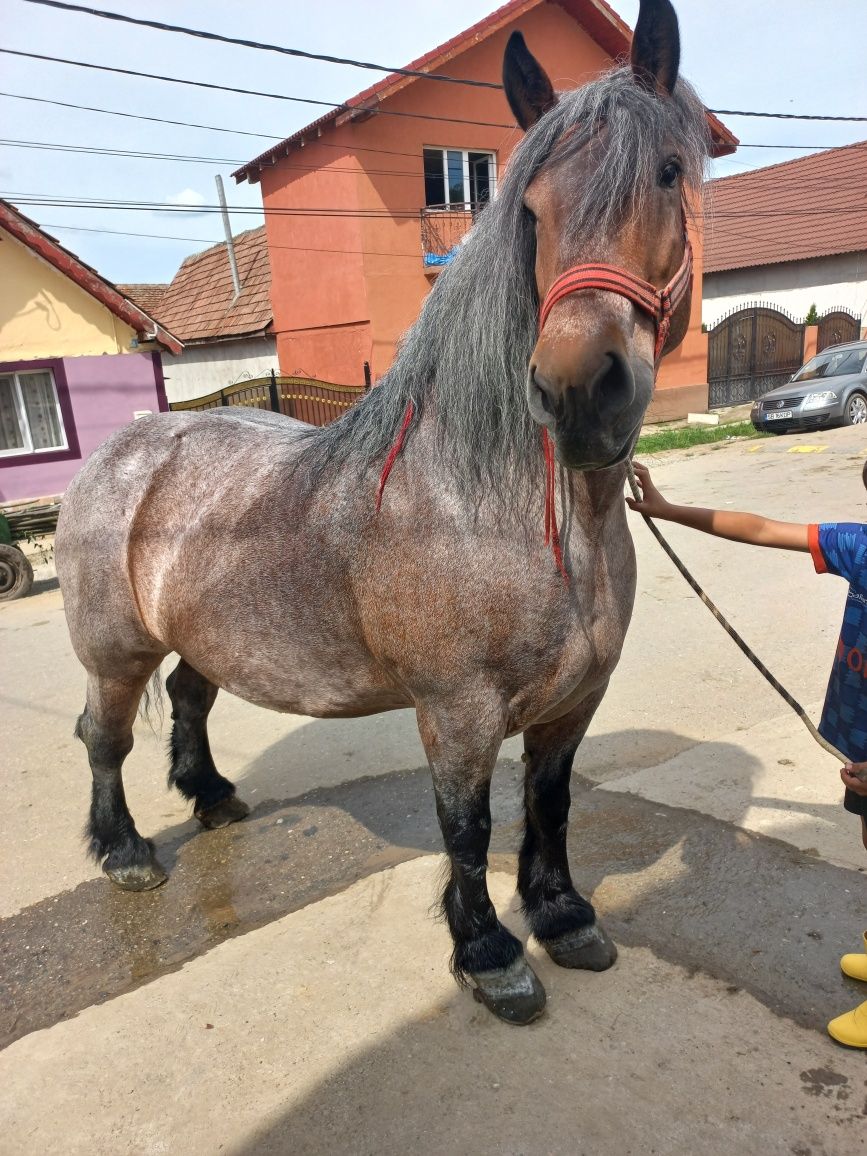 Vând  iapă grea de 7 ani