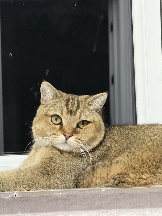 мушук сотилади золотой шиншила угил бола