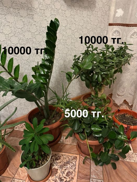 Комнатные растения