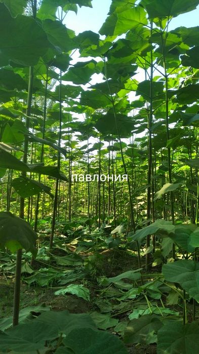 Павлония каталпа акатсия