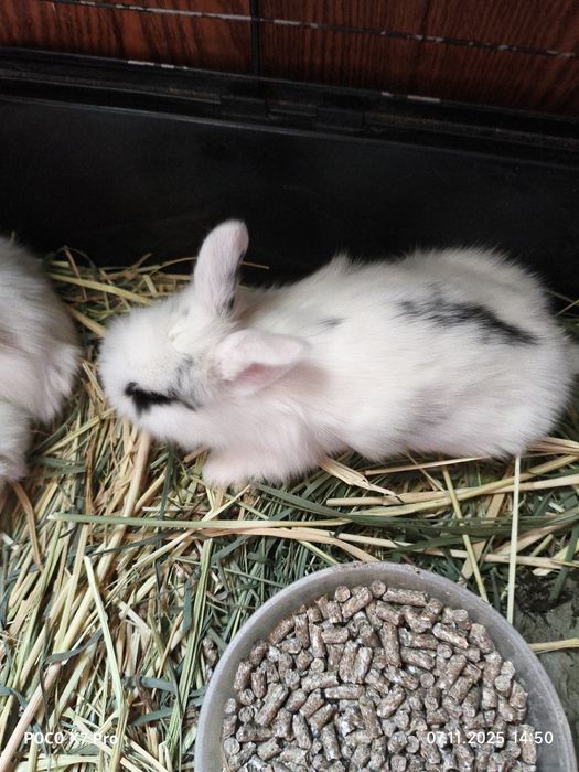 Карликовые кролики