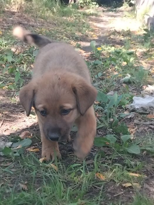 Отдам щётка девочку