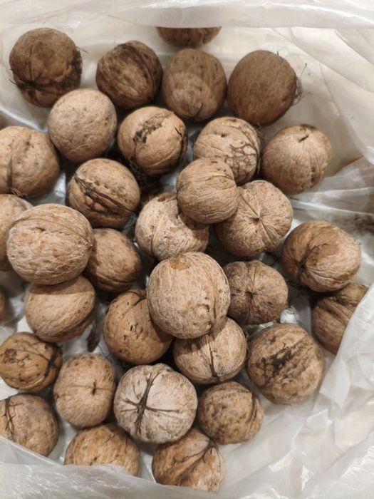 Орехи грецкие домашние