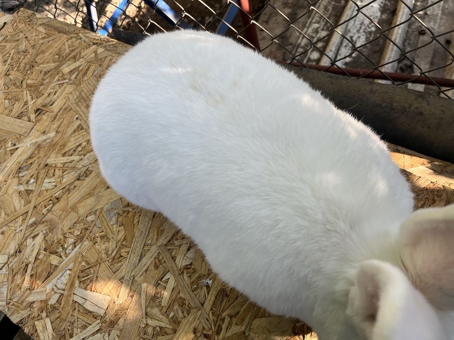 femele neozeelandez alb