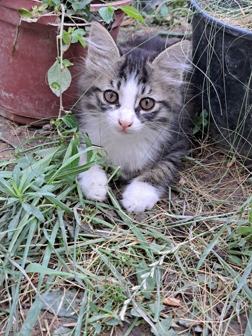 Милые котята даром