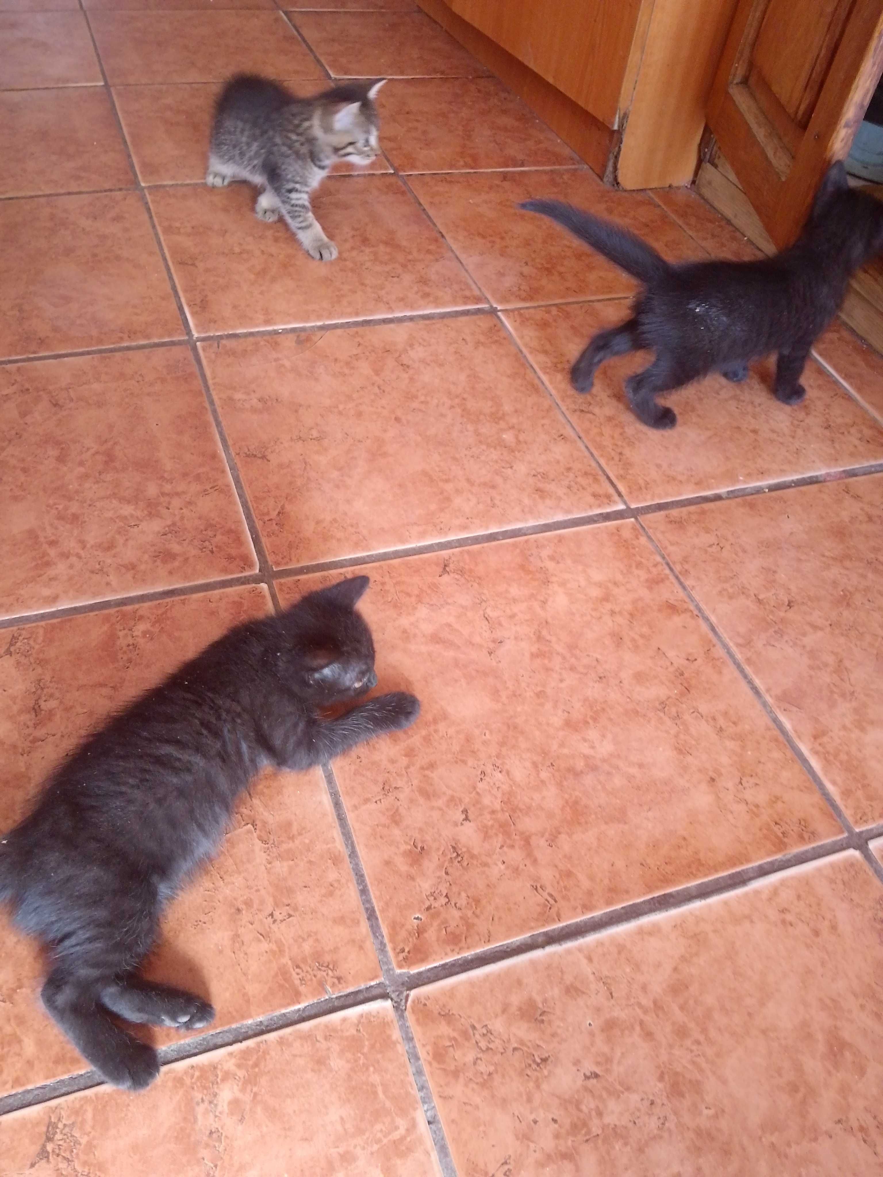 Donez pisicuțe pe data de 16 au 2 luni