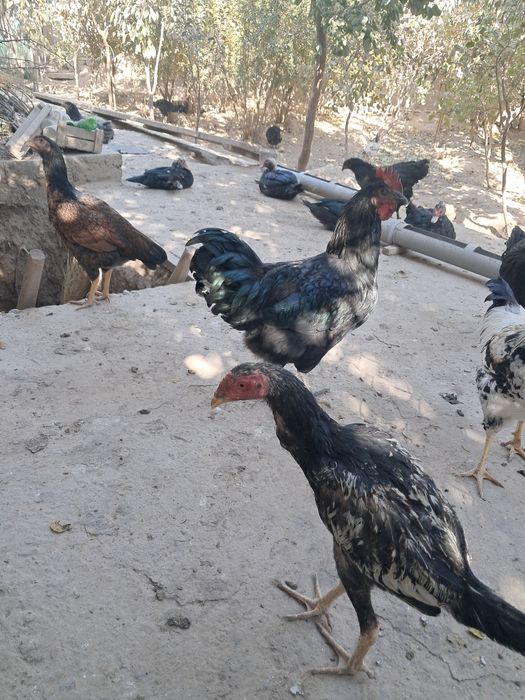 Parrandalar sotiladi