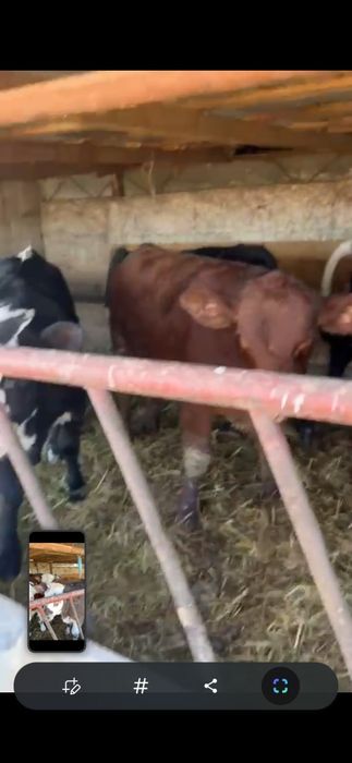 Vând 2 masculi și 11 vitele