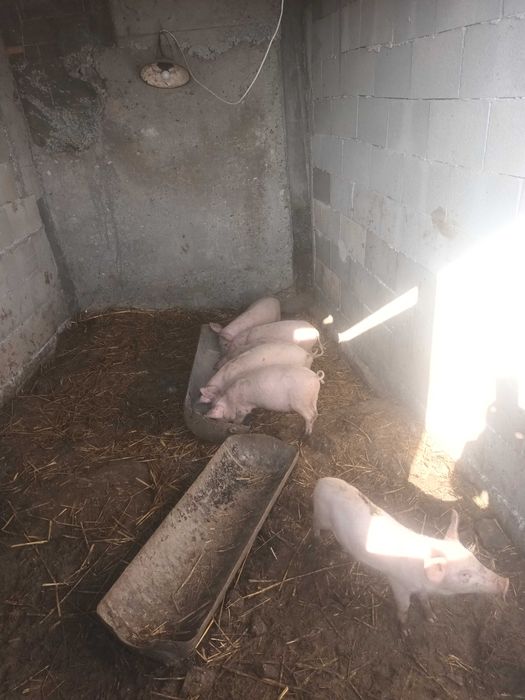 Малки прасенца около 15кг +-2кг