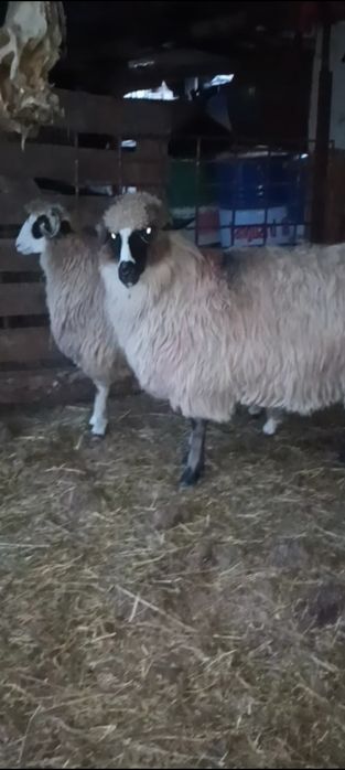 Disponibile 2 cârlane superbe