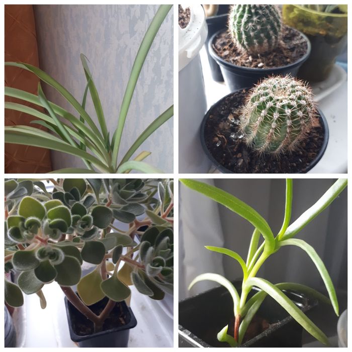 Ком.цветы зеферантес белый.хлорофитум.очиток.кактусы.рео.лапрантус.де