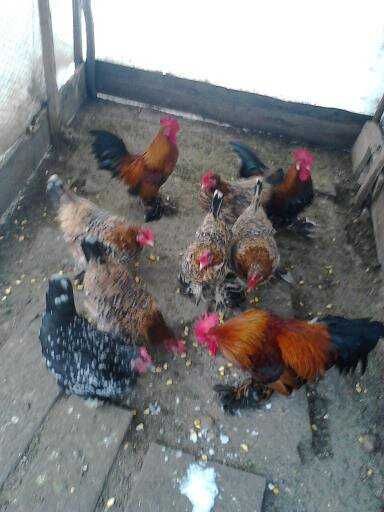 gaini si cocosei pitici mii de flori