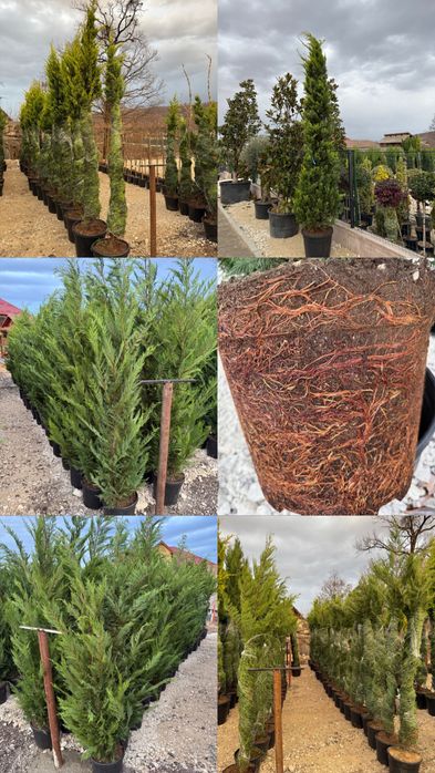 Vand leylandi/leylandi gold calitate extra