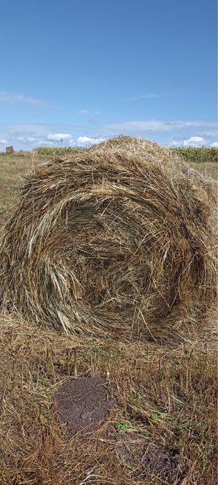Продам сено в рулонах
