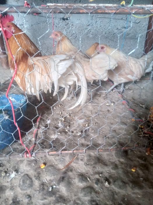 De vanzare gain si cocos phoenix.