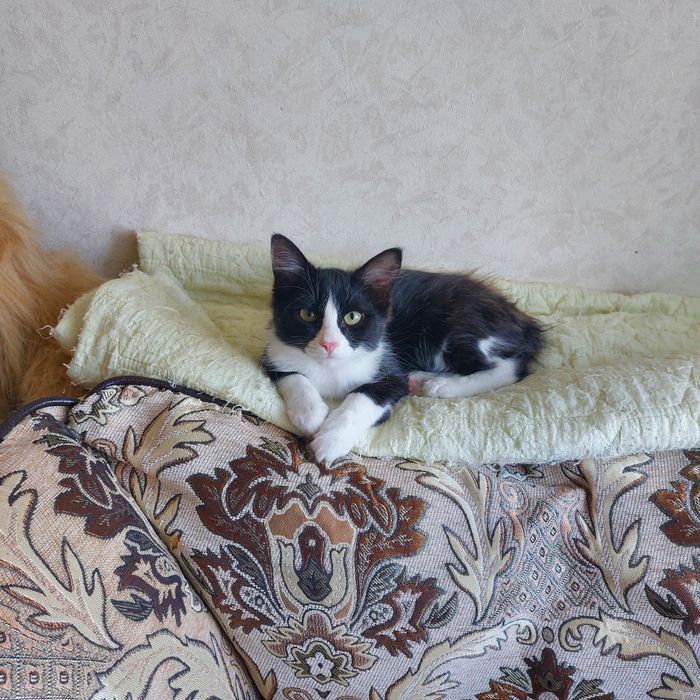 отдаю в добрые руки и неравнодушное  к маленьким котятам сердце