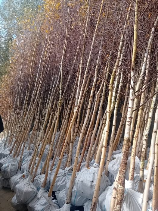 Vând mesteacăn alb ornamental diferite dimensiuni