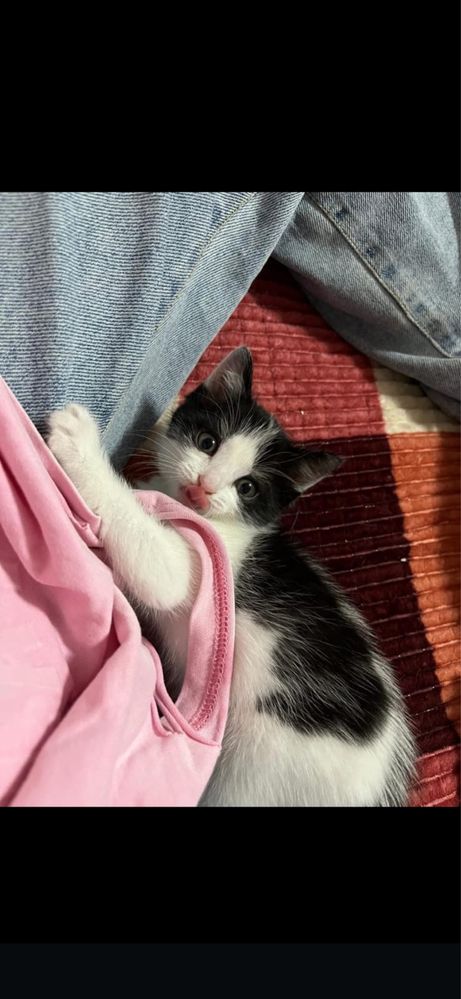 Котята Аксу бесплатно