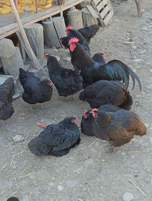 Oua pentru incubatie de australorp negru